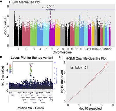 Genetic risk for hospitalization of African American patients with severe mental illness reveals HLA loci